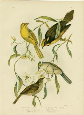 Yellow Honeyeater