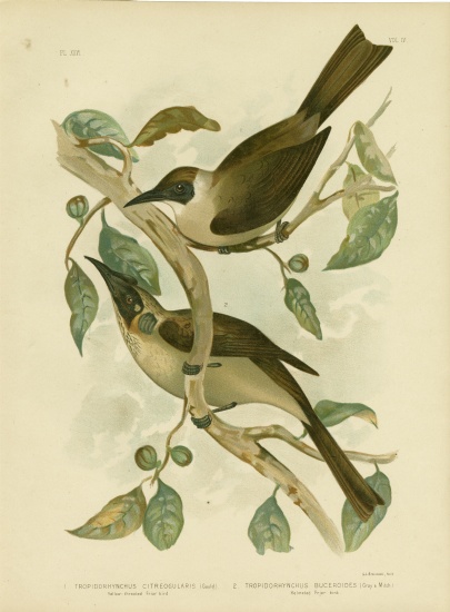 Yellow-Throated Friarbird Or Little Friarbird from Gracius Broinowski