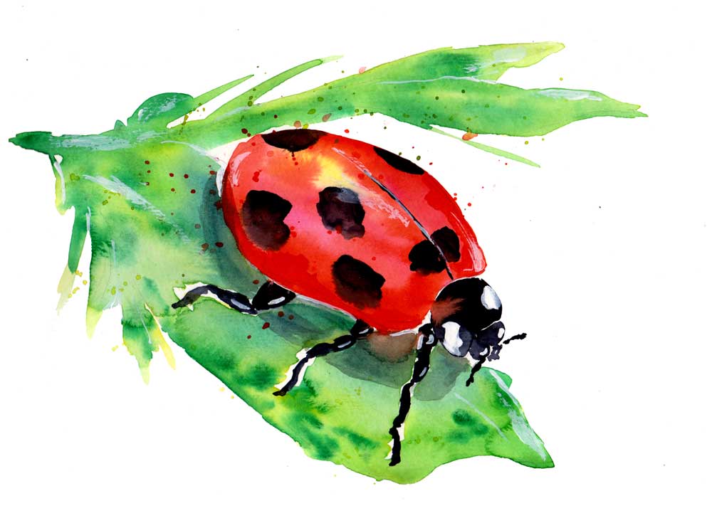 Ladybug On A Green Leaf from Sebastian  Grafmann