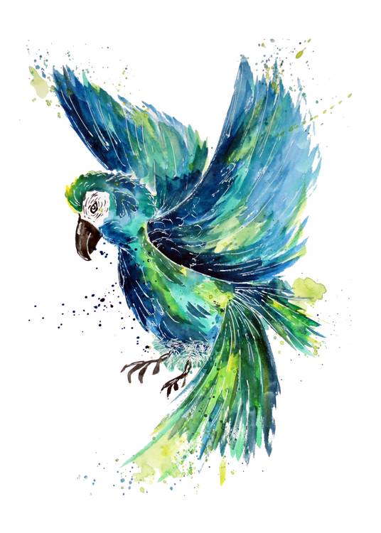 Turquoise Watercolor Parrot from Sebastian  Grafmann