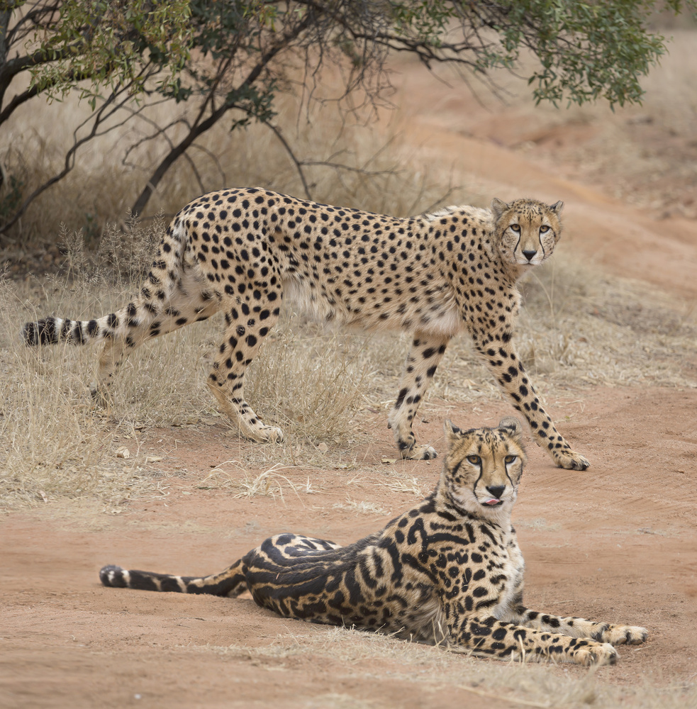 Spots and stripes from Greg Barsh