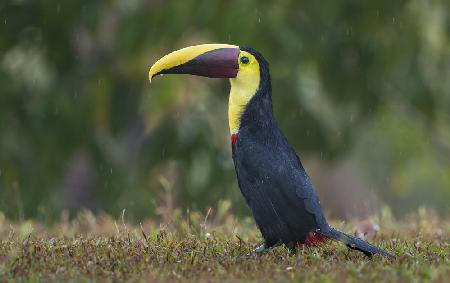 Rainy toucan
