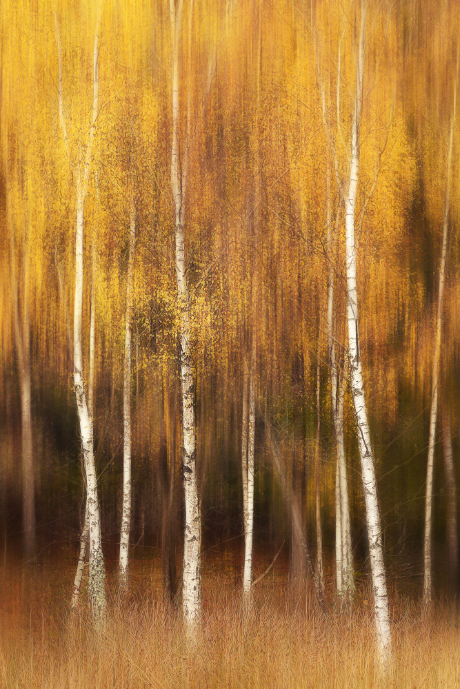 Autumn from Gustav Davidsson