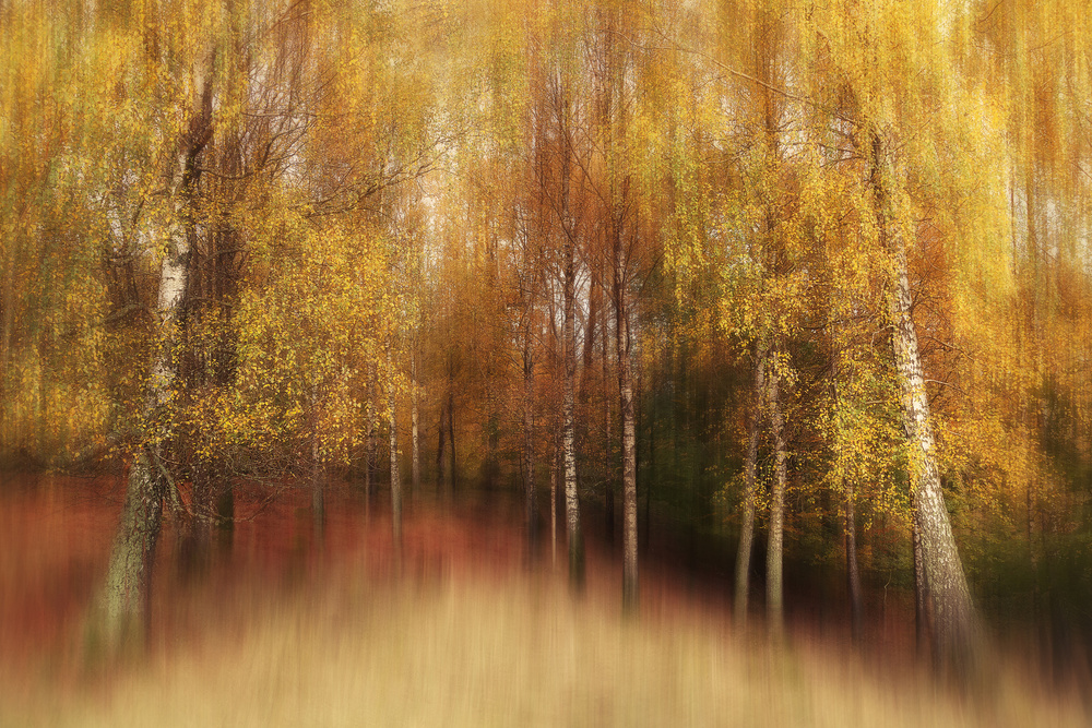 Autumn Impression from Gustav Davidsson