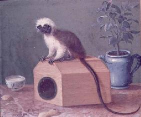 The Favourite Monkey of Carl Linnaeus (1707-78)