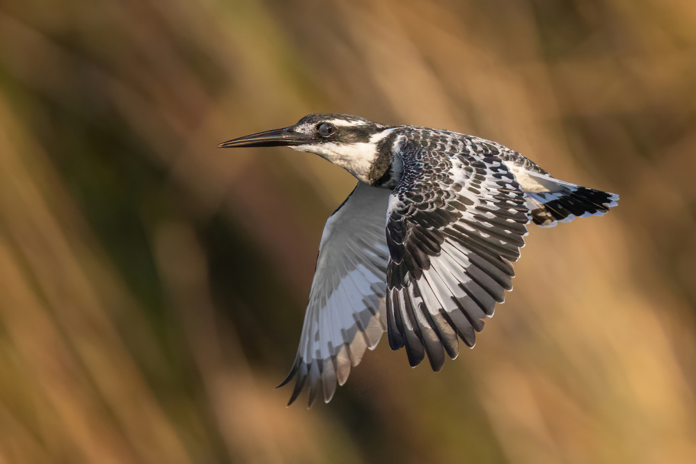Pied Kingfisher from Guy Wilson