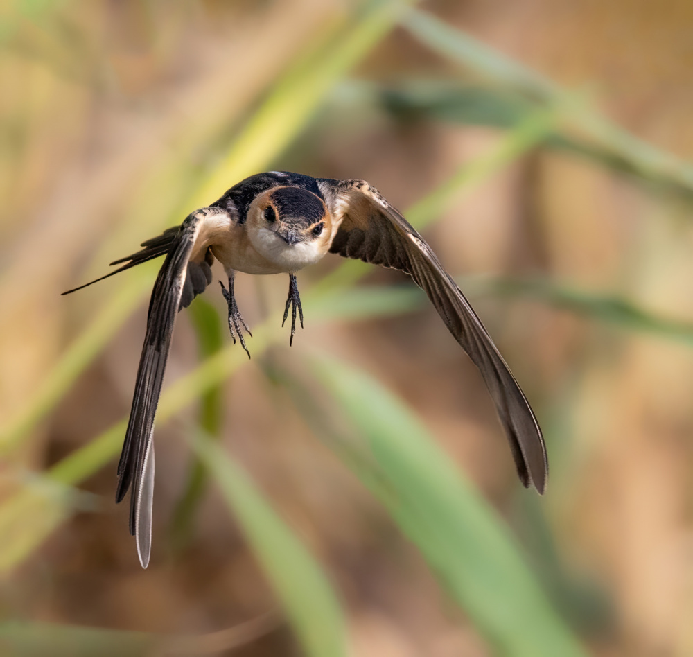 Red-rumped Swallow from Guy Wilson