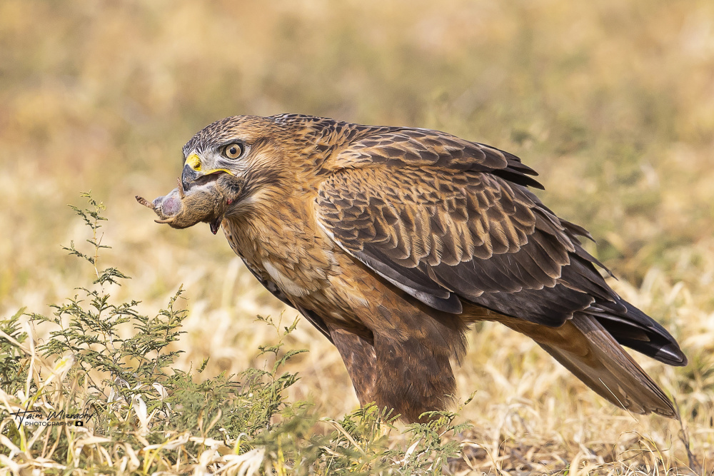 Long-legged buzzard in breafast from Haim Mizrachy