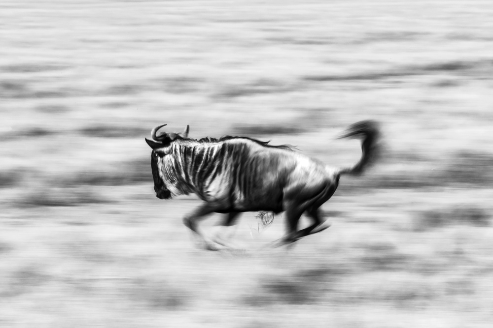 The Wildebeest from Hani AlMarhoun