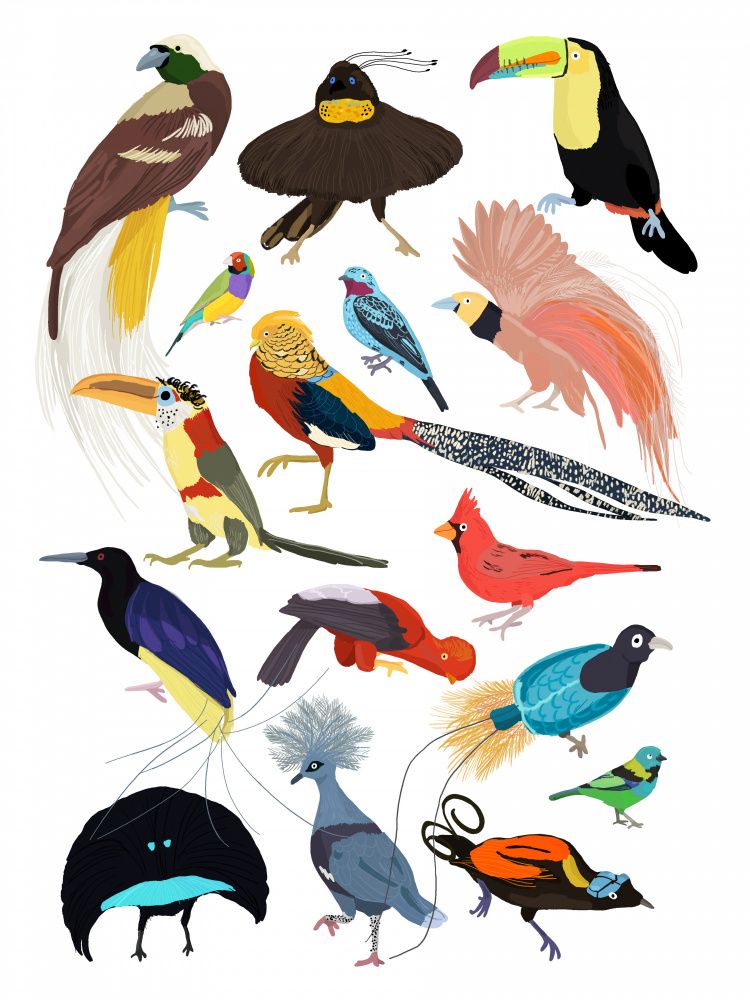 Birds of Paradise from Hanna Melin