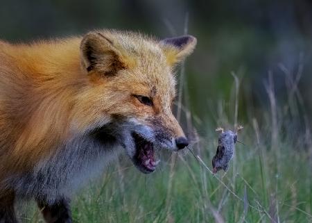 Fox Playing With Mouse - III