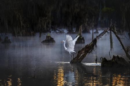 Misty Morning