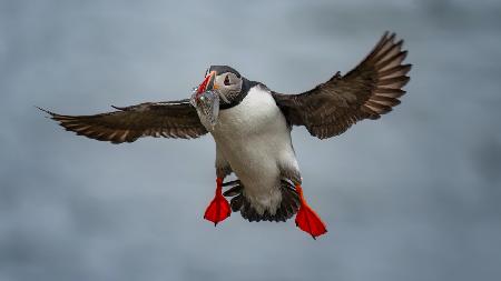 Puffin With Mouthfull Fish