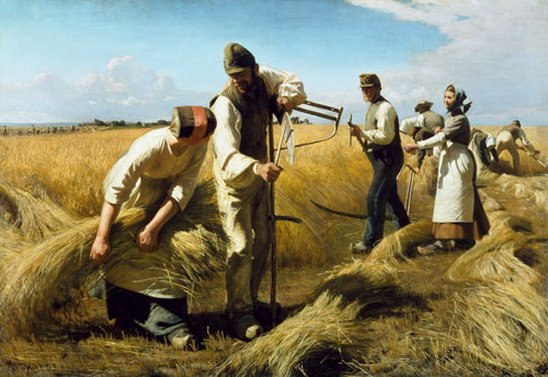 The grain harvest from Hans Ole Brasen