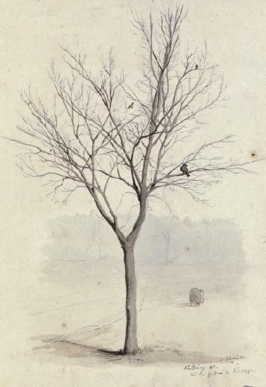 Leafless tree with birds