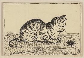 Zeichnung zur Fibel: Katze