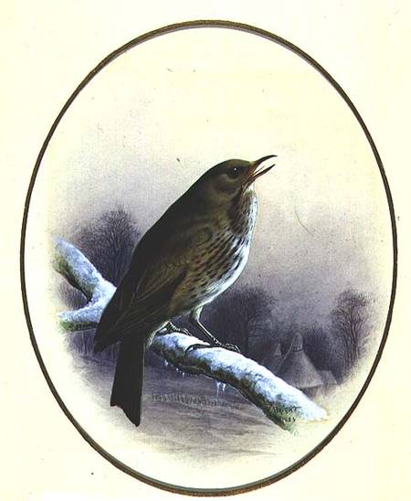Song Thrush from Harry Bright