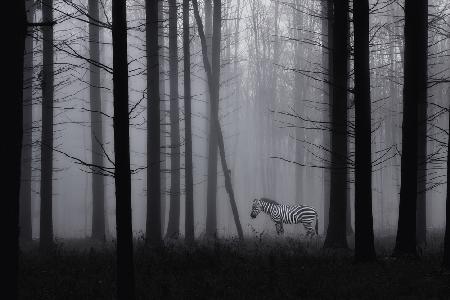 Grey zebra in the mist...