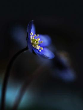 Hepatica nobilis ll