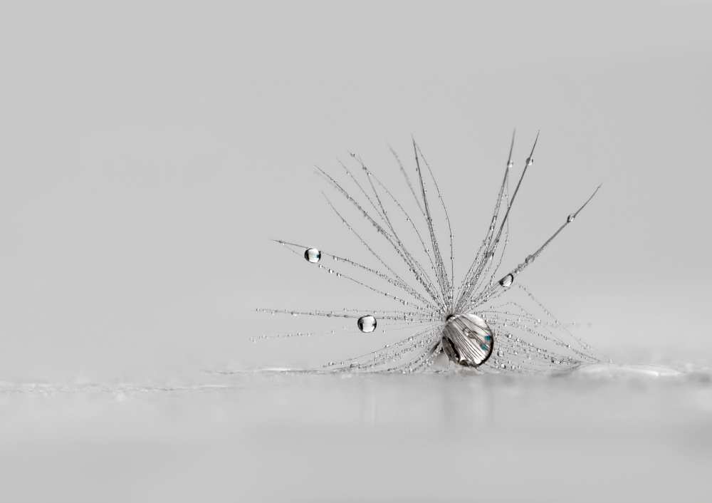 My Silver Spider from Heidi Westum
