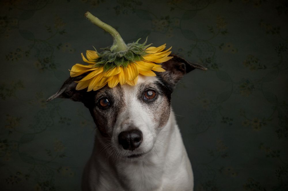 Does she realize she looks like a sunflower.... from Heike Willers