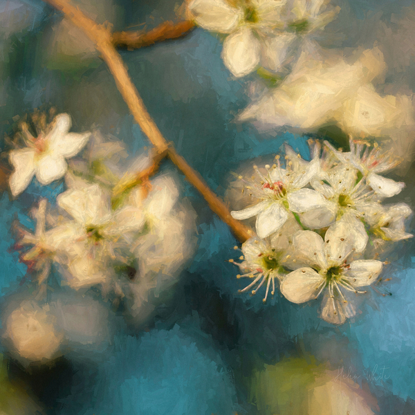 Apple Blossom from Helen White