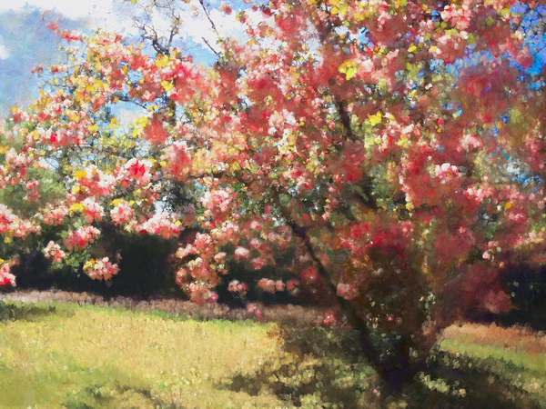 Cherry Blossom from Helen White