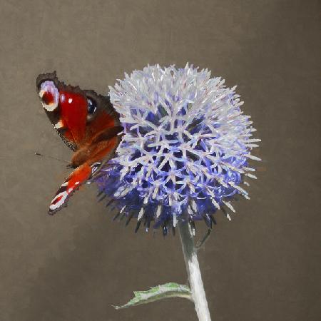 Peacock on Blue Thistle