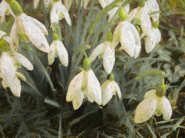 Snowdrops from Helen White