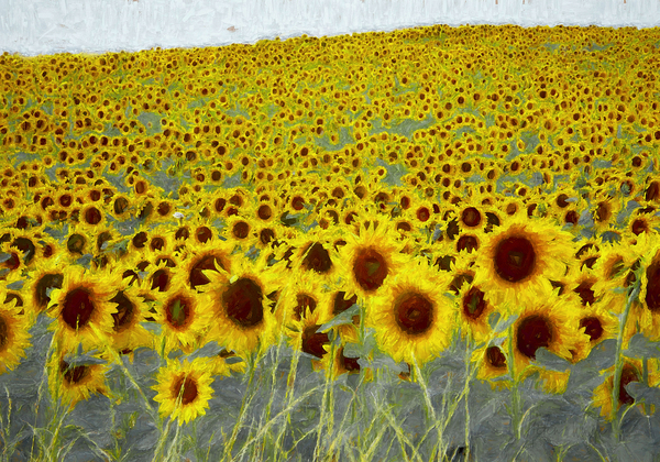 Sunflower field from Helen White