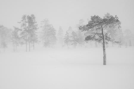 Tree in snowstorm