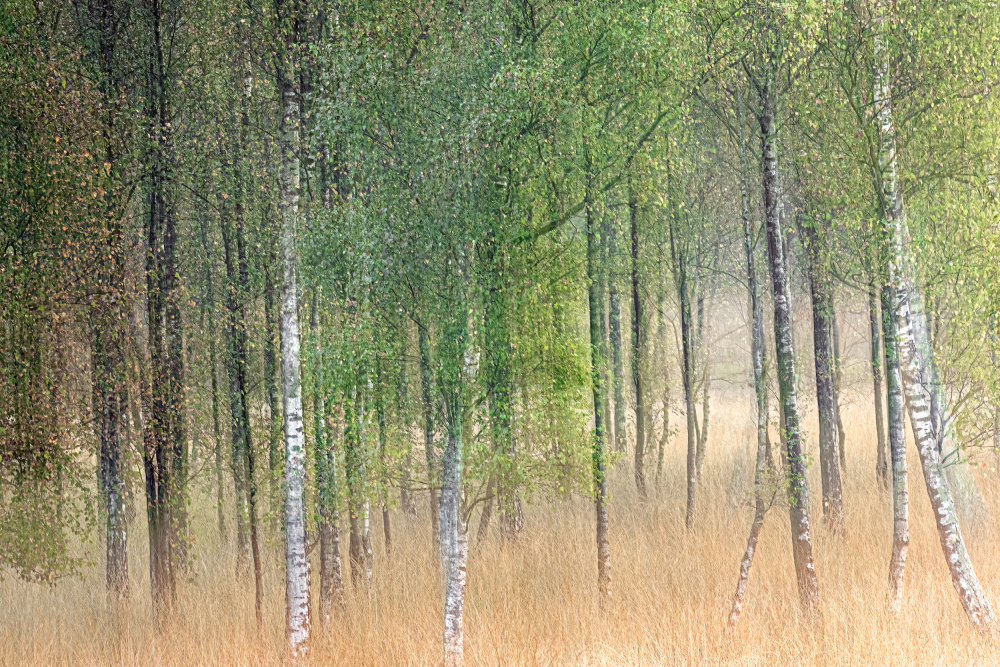 Waving trees from Henk Goossens