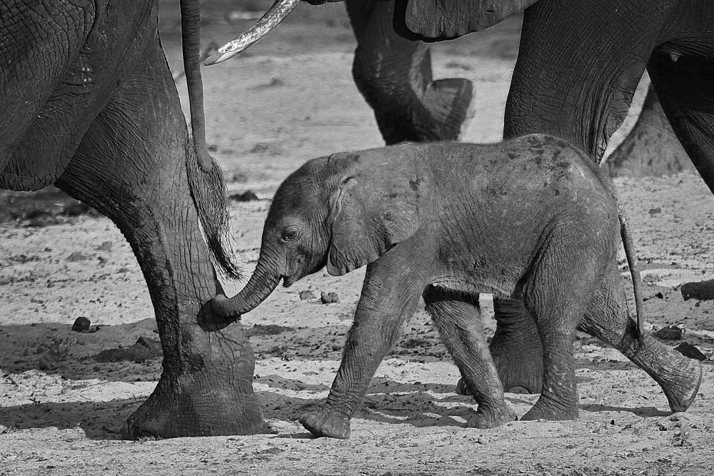 baby elephant from Henk Langerak