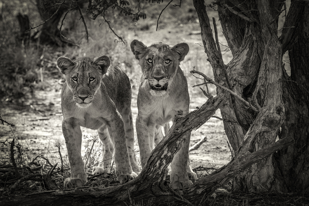 Two young lions from Henrike Scheid