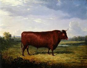 Portrait of a Brown Bull, 1834 (oil on canvas)