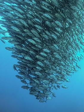 Schooling Jackfishes