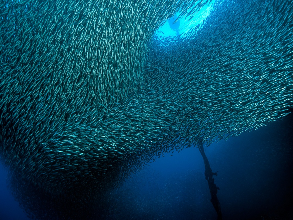 School of Sardines from Henry Jager