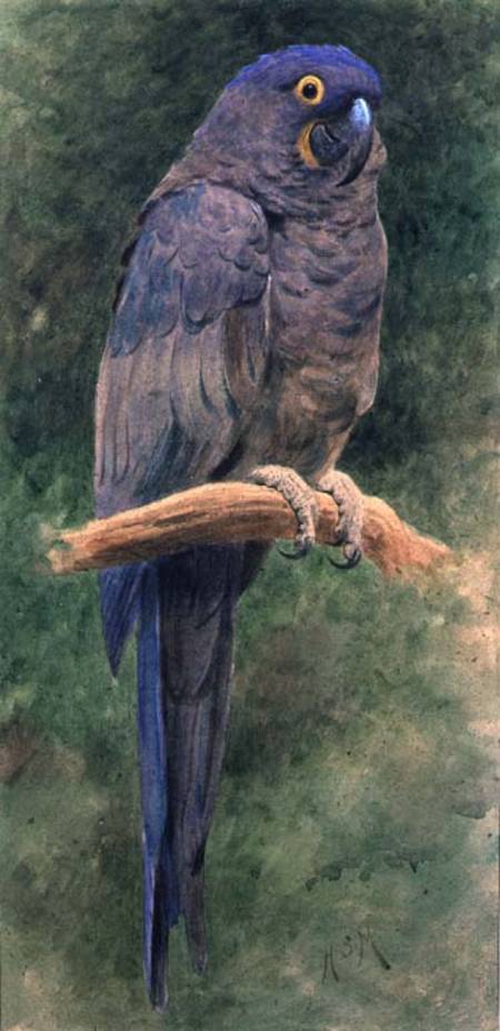 Hyacinth Macaw (w/c heightened with white on paper) from Henry Stacey Marks