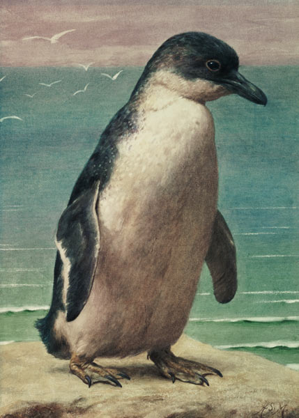 Study of a Penguin from Henry Stacey Marks