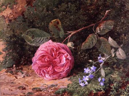Pink Rose on a Mossy Bank from Henry Sutton Palmer