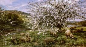 Orchard with sheep in spring (in Wales)