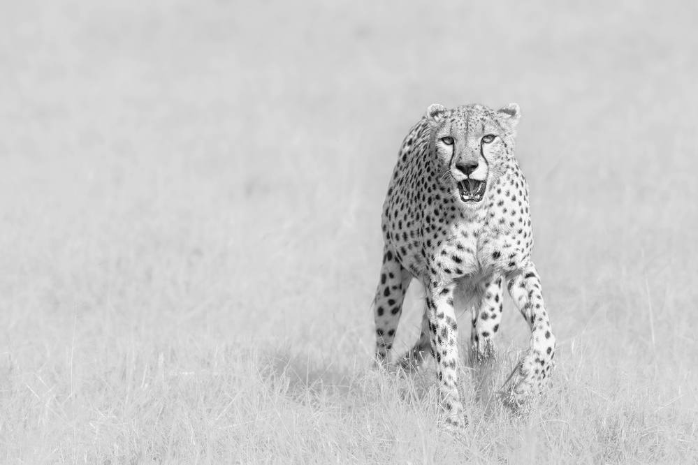 Cheetah from Henry Zhao