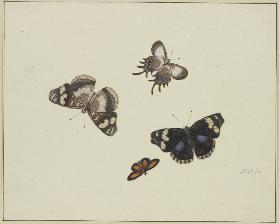 Four butterflies