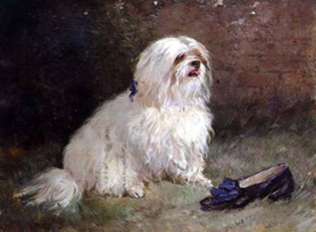 A Maltese Terrier from Heywood Hardy