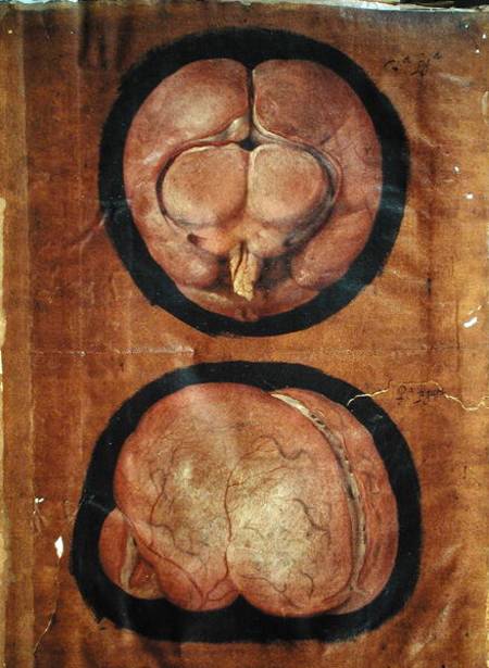 Anatomical drawing of the human brain from Hieronymus Fabricius ab Aquapendente