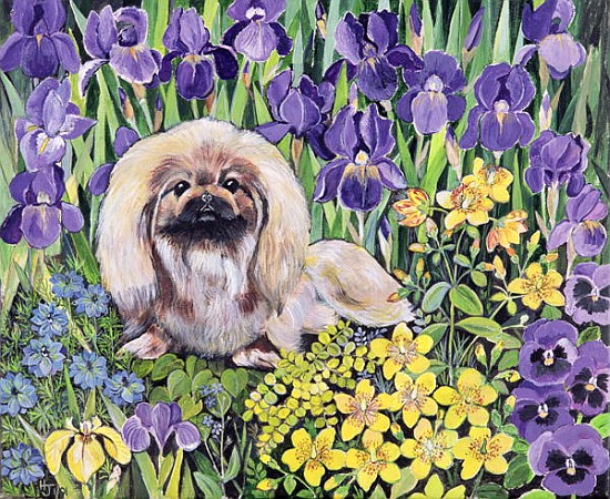 Peke in the Flower Bed (acrylic on canvas)  from Hilary  Jones