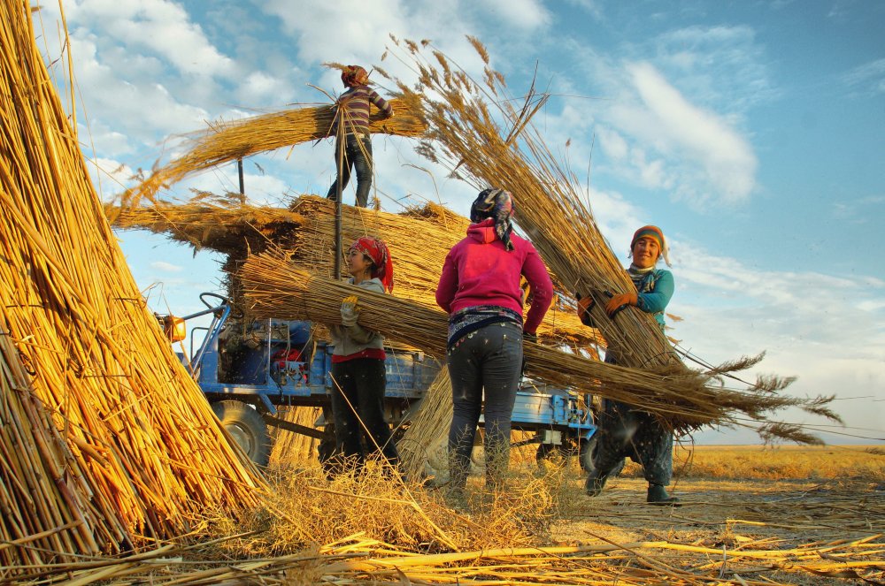 Reed Harvest from Hilmi Ayhan