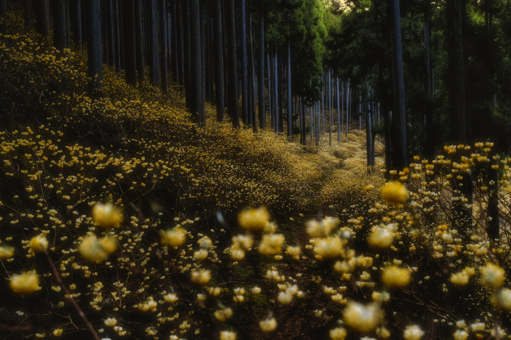 Golden forest (”Mitsumata” in full bloom) from HITOSHI YAMADA