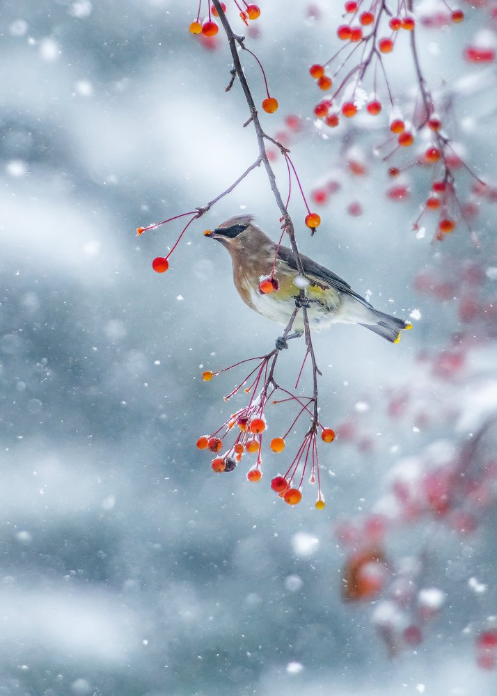 Song Of Winter from Hong Chen