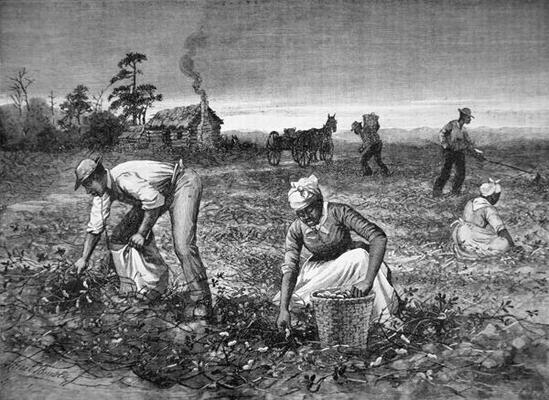 'The Goober-gatherers', 1890 (engraving) from Horace Bradley
